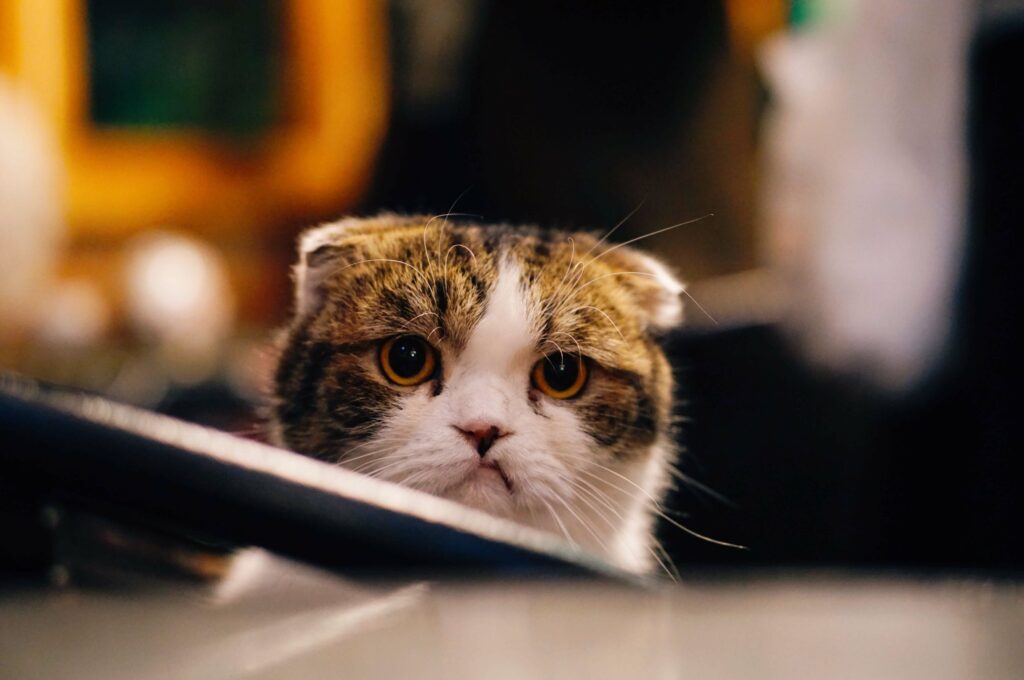 Kot wyglądający na niepocieszonego. Odzwierciedla emocje klienta, gdy obsługa klienta jest złym doświadczeniem. 